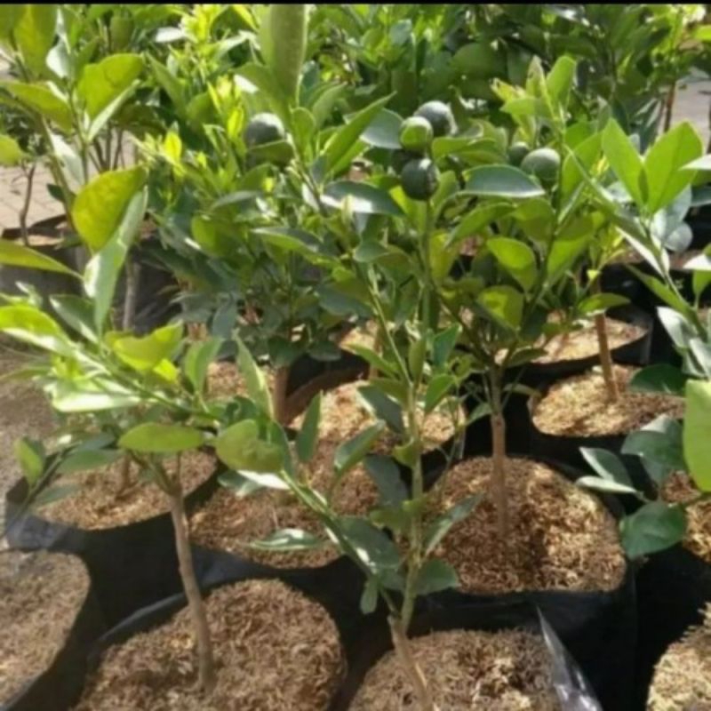 

Jeruk Monde(Jeruk Peras/Sambel) Kondisi Berbuah Lebat Siap Panen Super Unggul