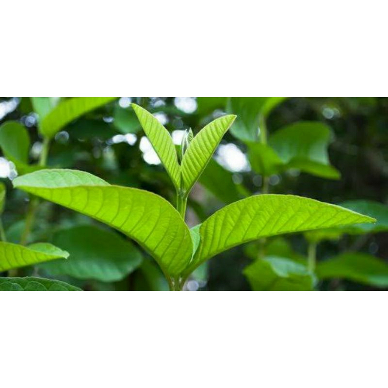 

Daun jambu biji untuk berbagai kegunaan per biji