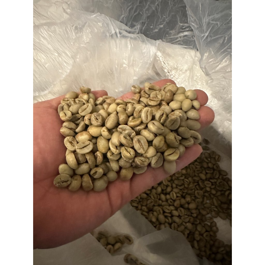 

Green Bean Kopi Robusta Java Ijen Grade 1 – Biji Kopi Mentah Berkualitas Premium Proses Full Wash