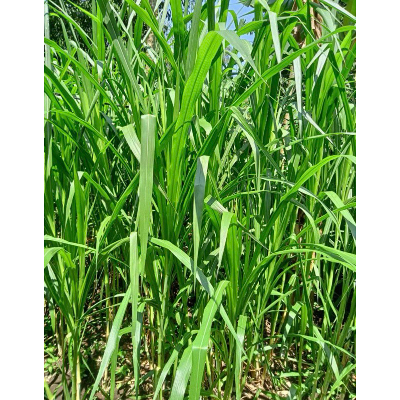 1 Kg Bibit Rumput Pakcong Super / Bibit Napier Pakcong / Bibit Pakchong Pakan Ternak / Bibit Rumput 