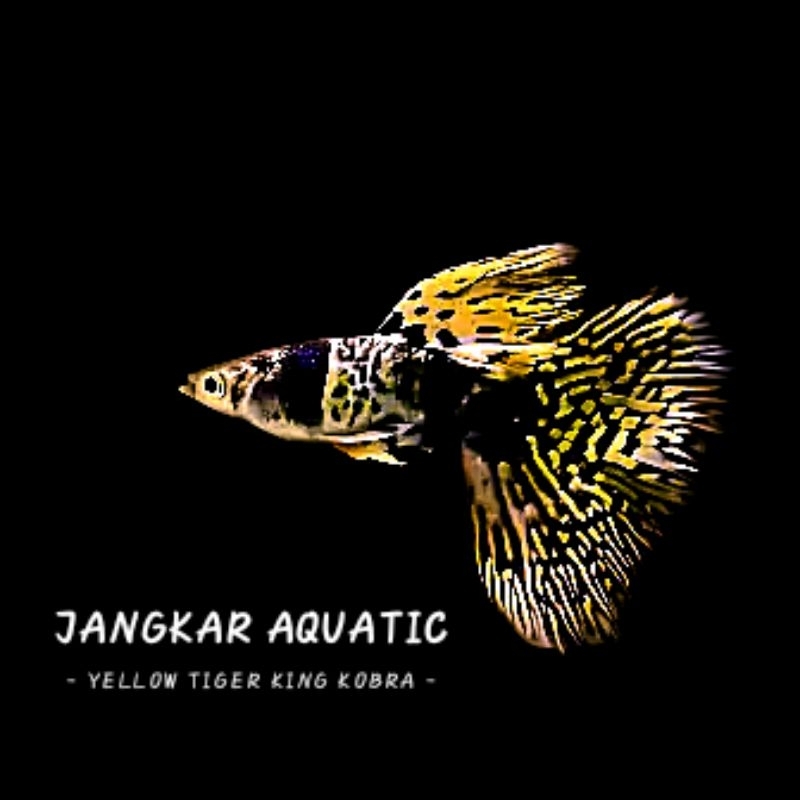 Obat ikan guppy - YTKC Yellow Tiger king Cobra