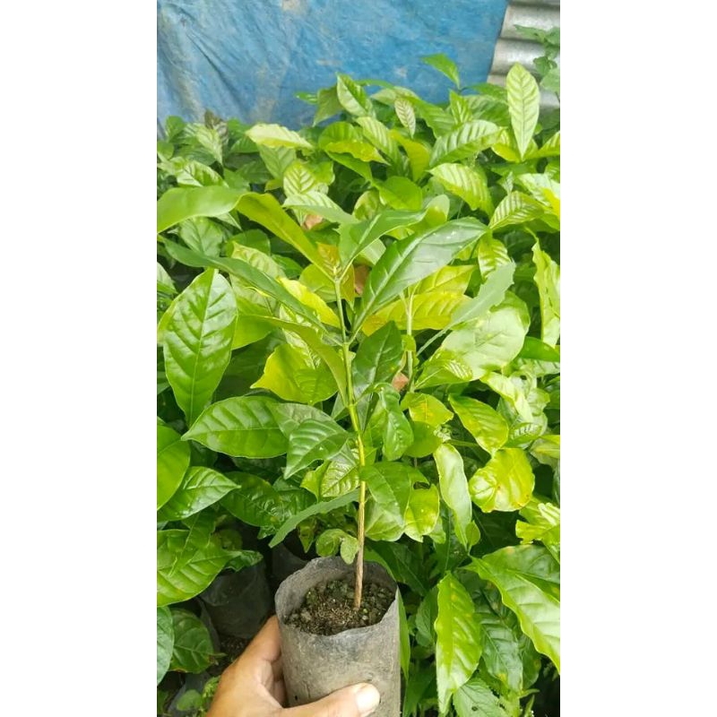 bibit kopi robusta/Lampung siap tanam sistem cabutan (isi 50 batang)