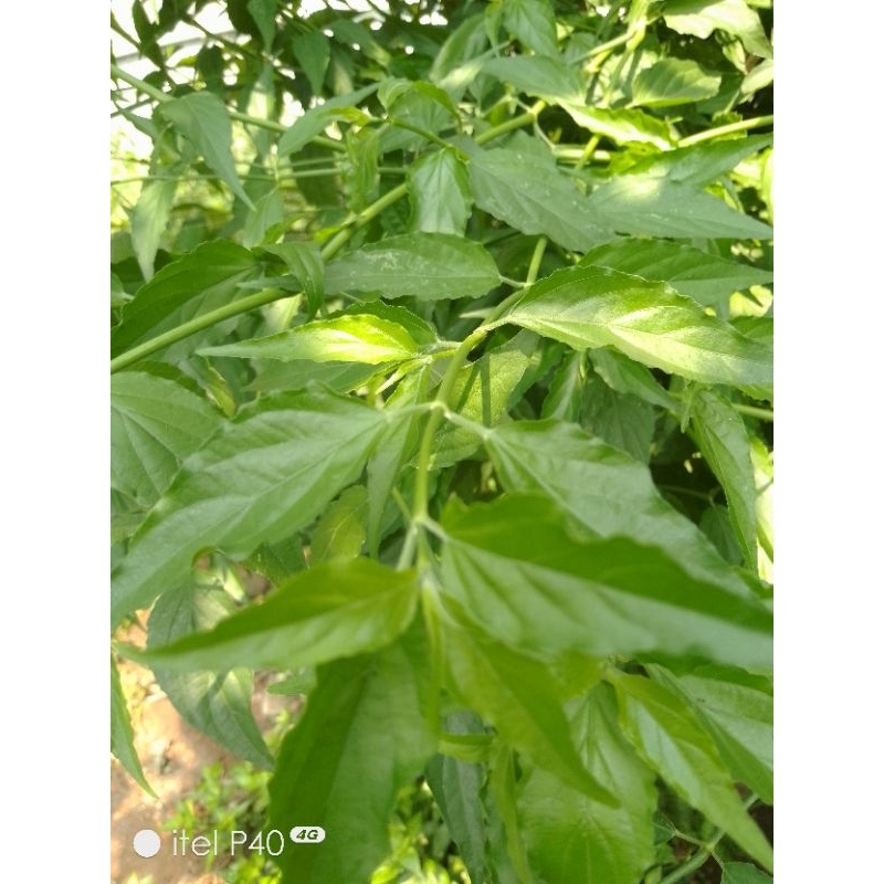 

Daun Belalai Gajah segar 100 gr pesan baru petik untuk kwalitas