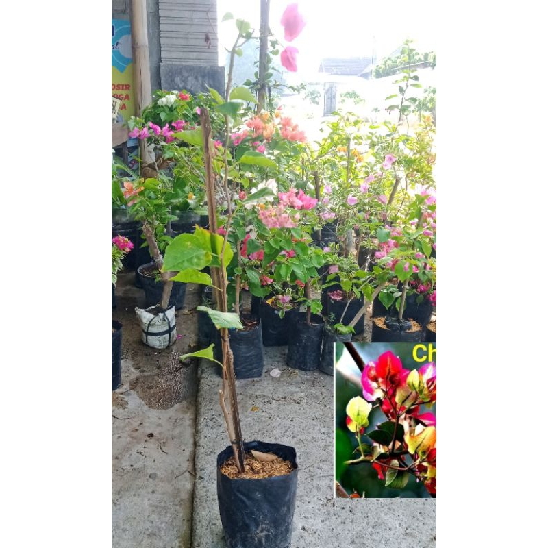 bugenvil citra india