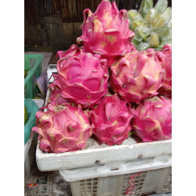

buah naga segar dan bergizi