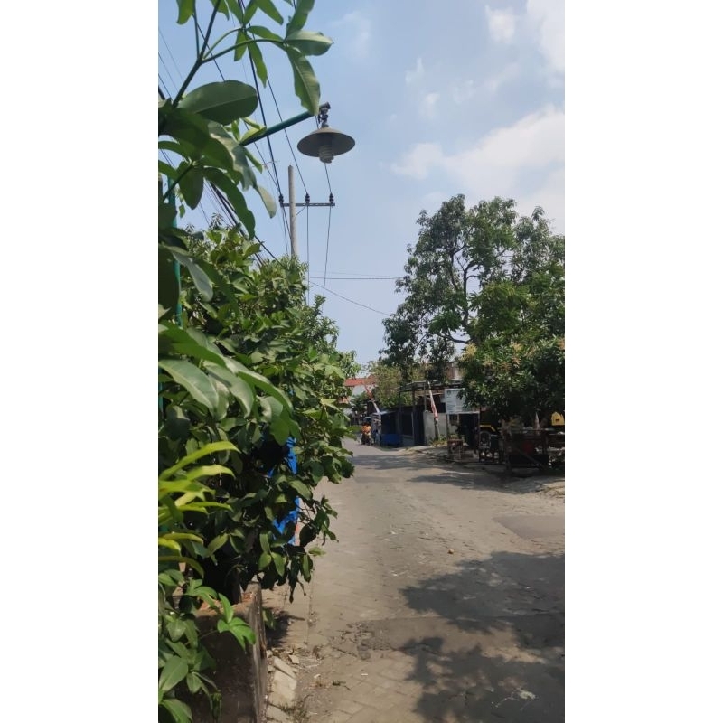 

1 kg kapulaga kering tanpa zat pemutih.