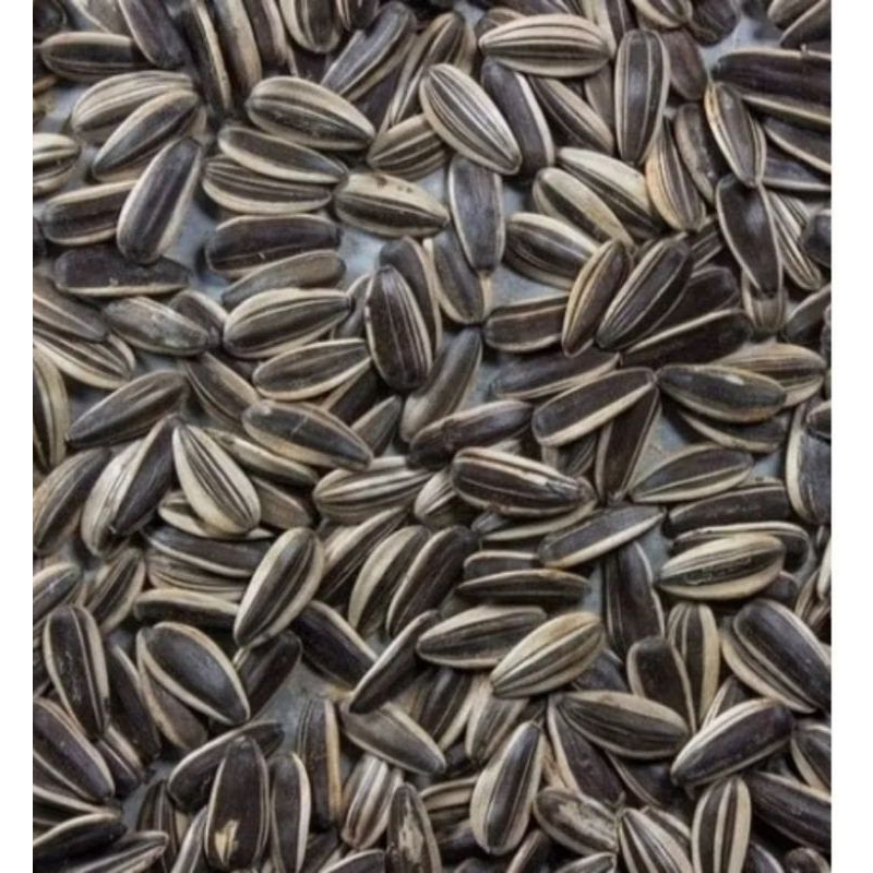 TERMURAH 1KG  BENIH BIBIT BUNGA MATAHARI JUMBO// SUN FLOWER BIG SUPER JUMBO SUPER UNGGULAN