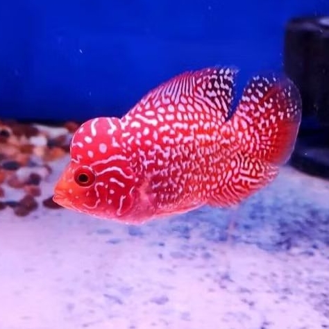 Hiasan Aquarium Golden Base 5/6 cmLouhan Berkualitas Merah Calon Jenong Louhan