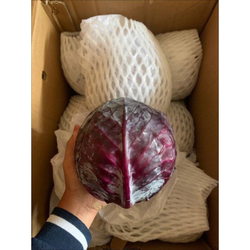 

Kol Ungu Import