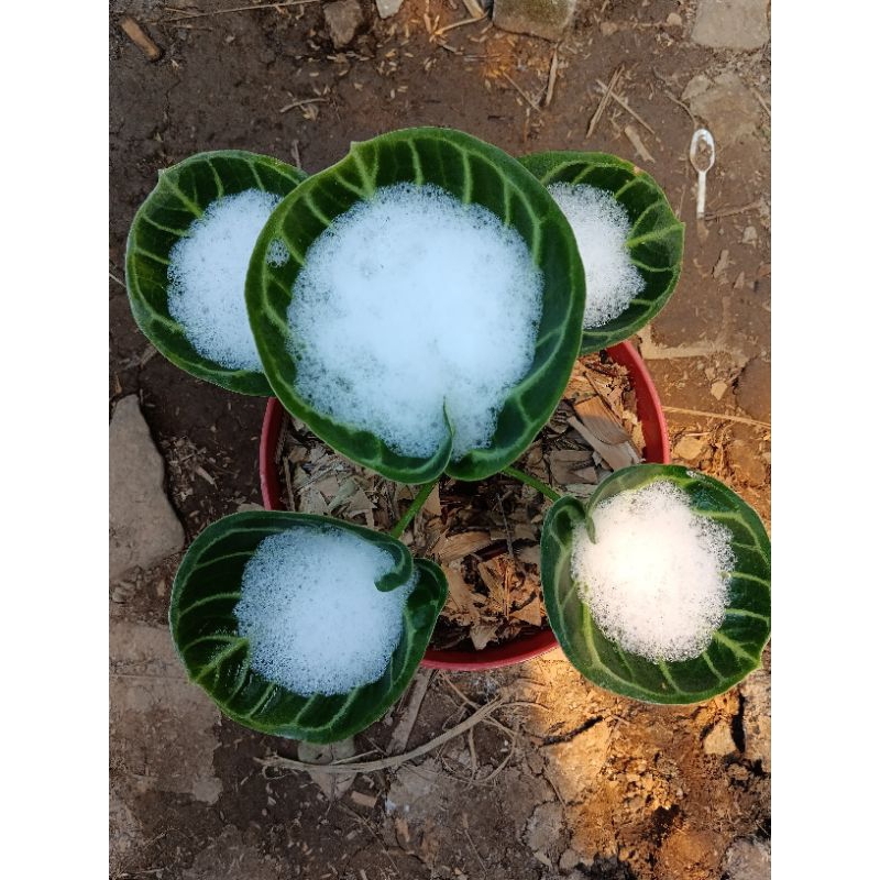 anthurium  dorayaki mangkok ori