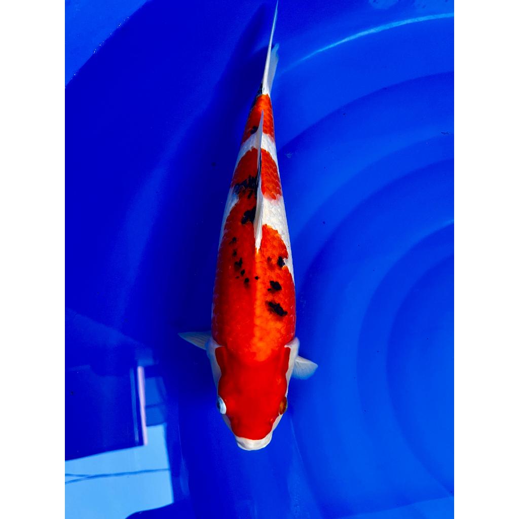 Koi Sanke BloodLine AKF CALON Bulky Munuk Kepala Besar Body Lebar Strong 37cm - BL AKF