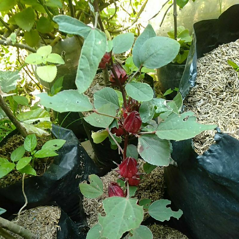 Bunga Rosella Rosela merah petik segar