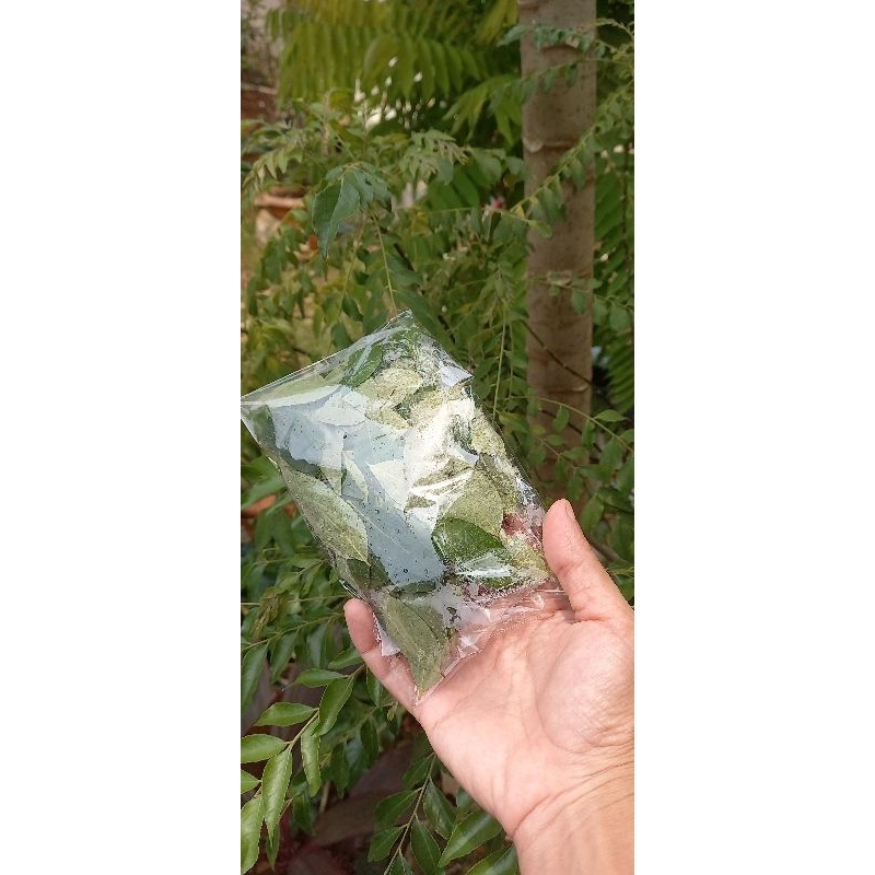 

Daun Kari/Salam Koja/Temuruy