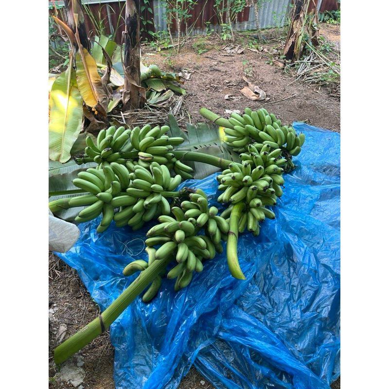 

pisang barangan merah