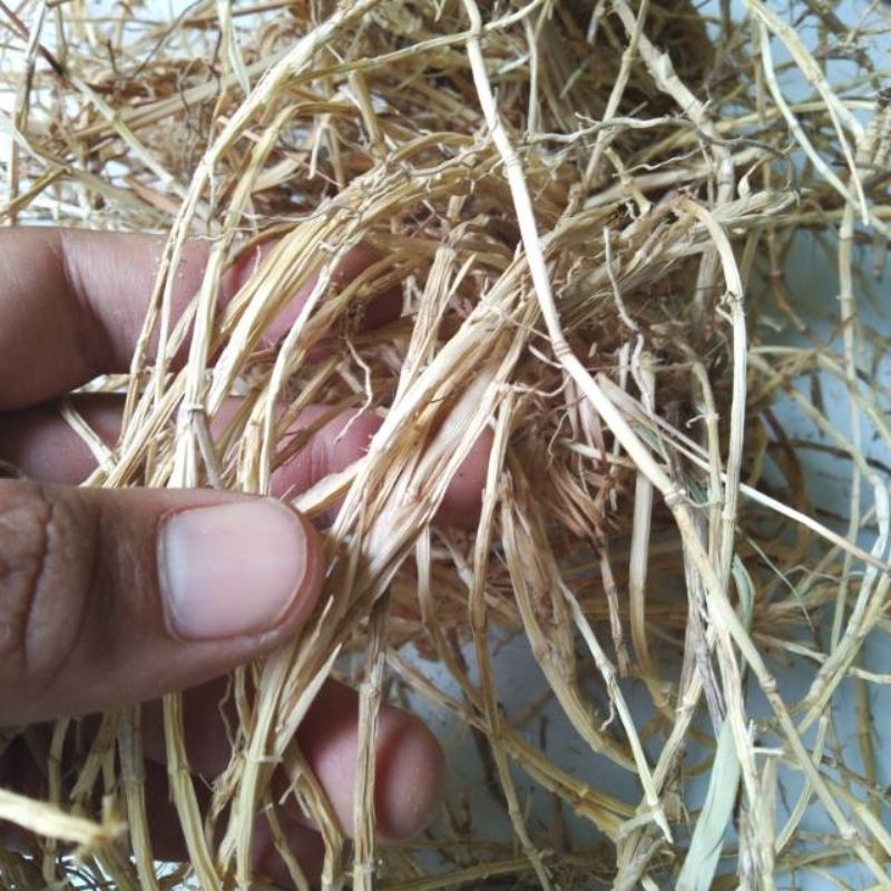 

akar alang alang kering original paket 200 gr