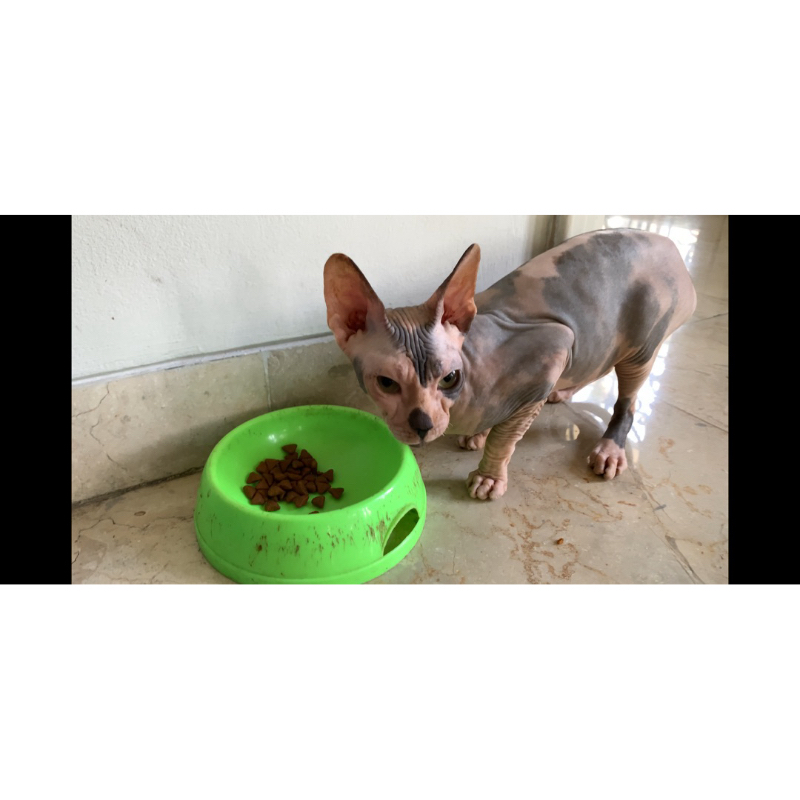 kucing sphynx betina