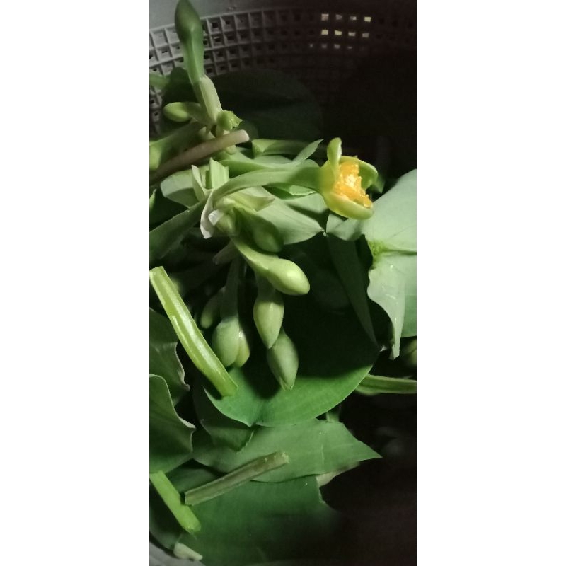 

Sayur genjer 2 ikat