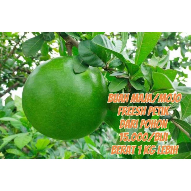 

Buah Maja/mojo super berat 1kg up.fresh petik langsung dari pohon