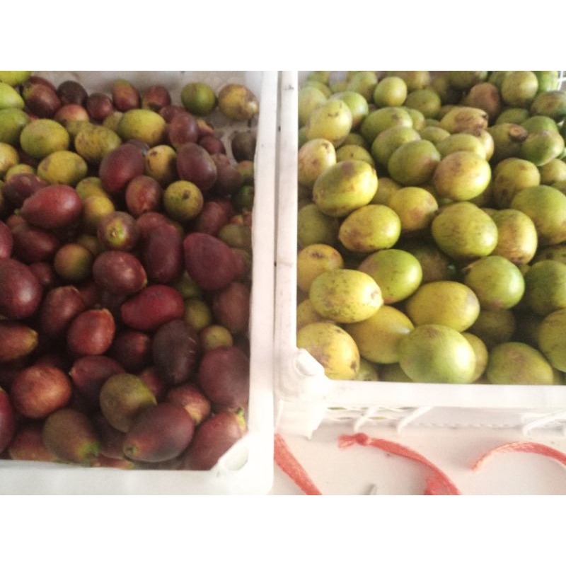 

PROMOOOO 2kg!!! buah matoa fresh (order baru di petikkan)