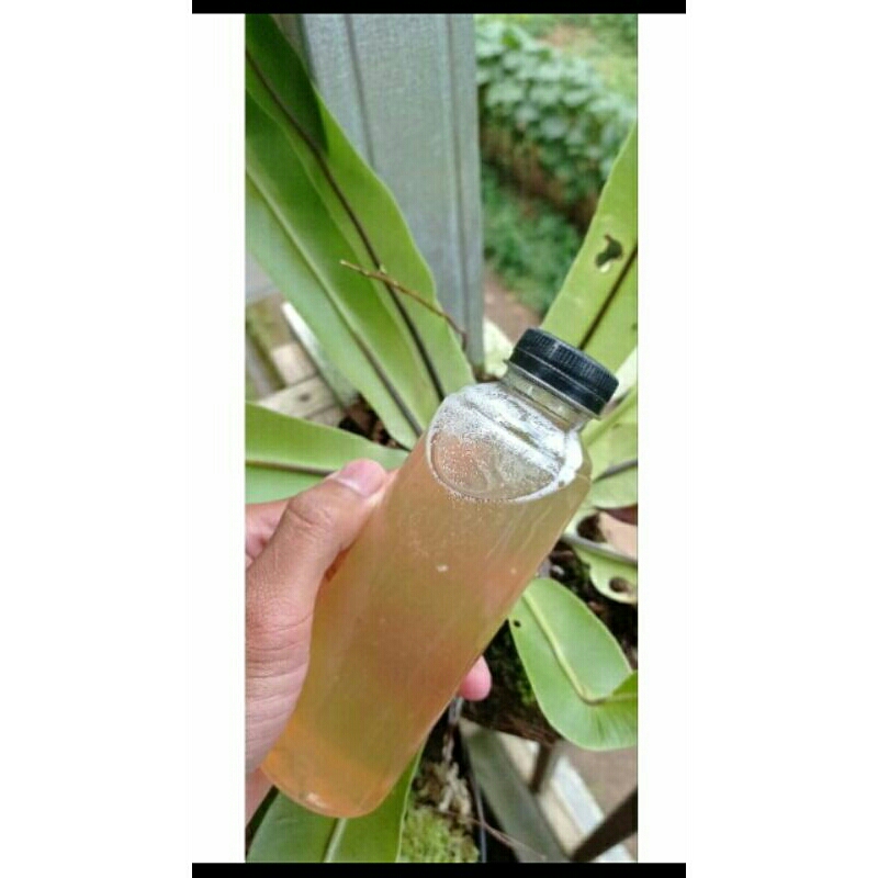 

ari nila.air cukagula aren