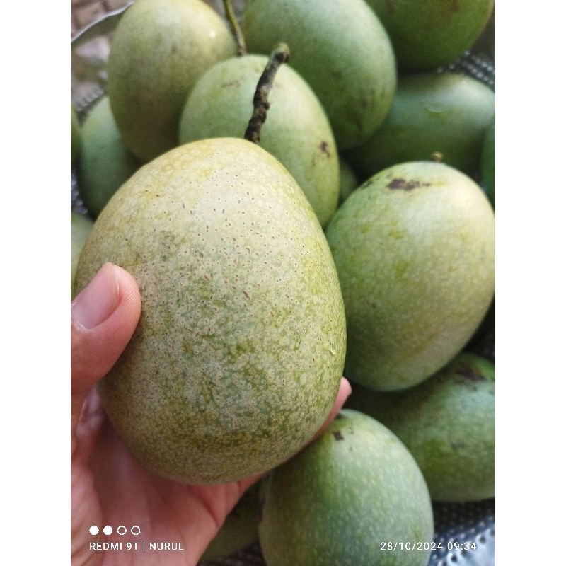 

Mangga madu si manalagi dijamin tua 1kg