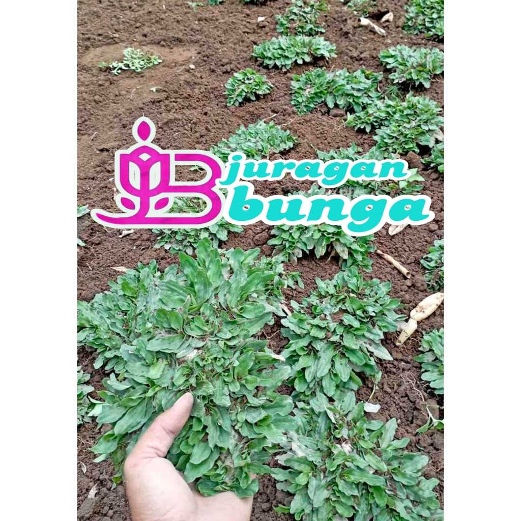 Rumput gajah mini/potelan/per polibag/rumpun/rumput makam/rumput makam