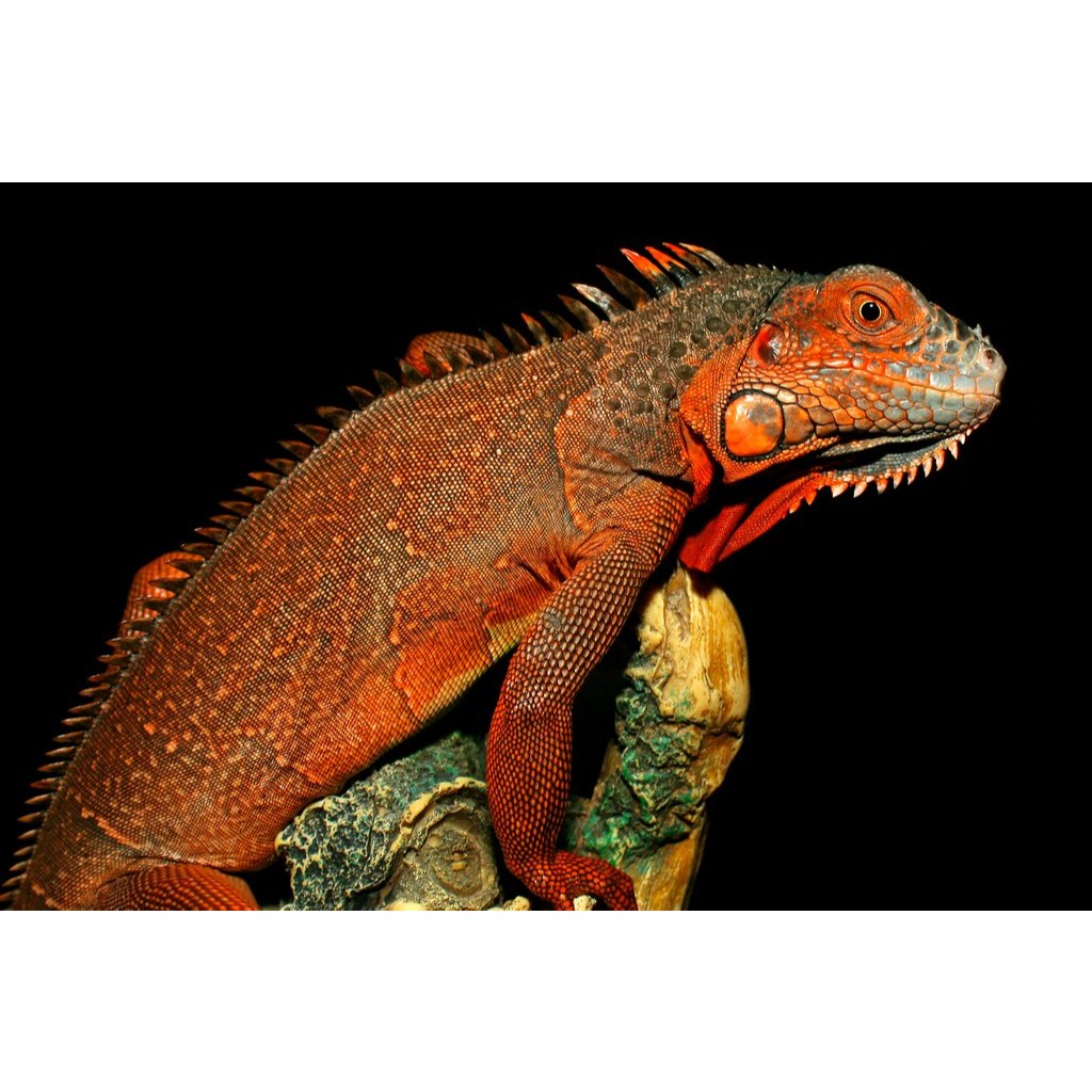 Kartu Red Iguana Merah - bukan green yellow albino blue tegu gecko