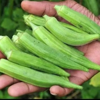 

Green Okra Fresh 1kg