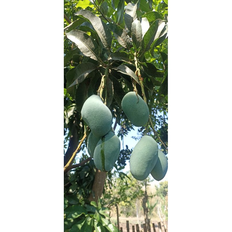 

MANGGA MUDA 1KG Sasetan /rencengan