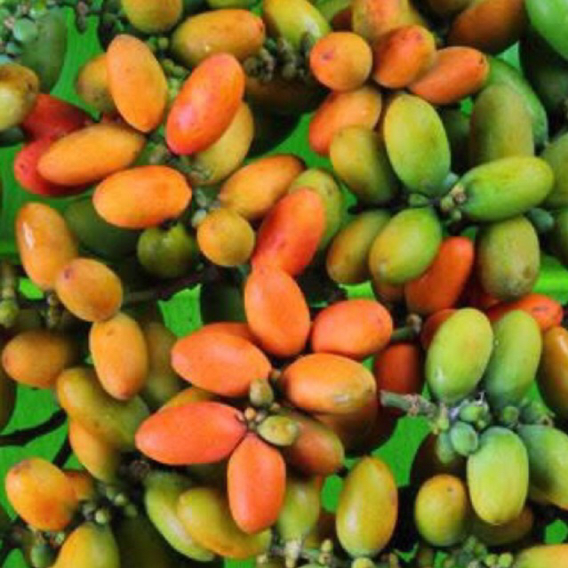 

Melinjo Segar 250g | Melinjo Fresh | Melinjo Sayur | Melinjo Emping Mentah