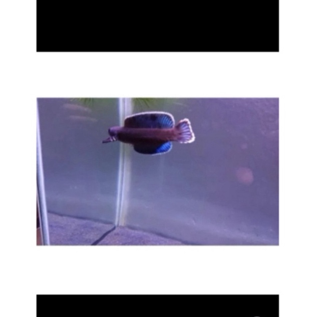 

KODE L65N Stiker Box andrao Grade