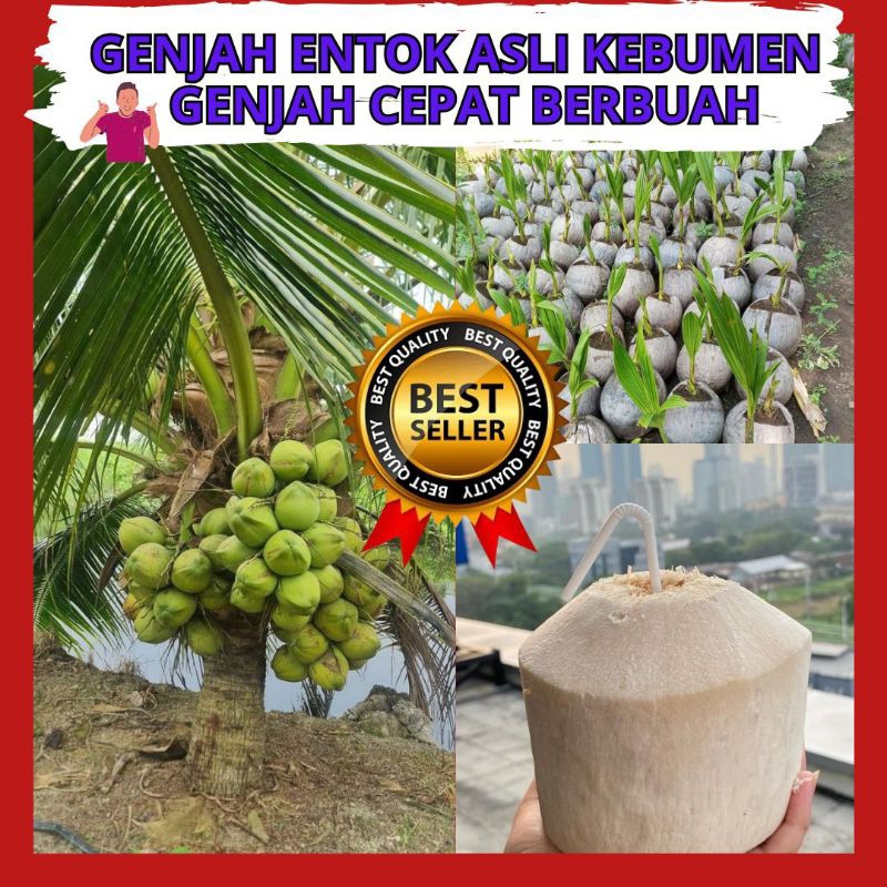 Bibit Kelapa Hijau Hibrida Pendek, Bibit Kelapa Hibrida Hijau Pendek, Bibit Kelapa Hibrida Bersertif