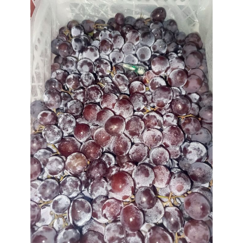 

Anggur Merah Jaminan manis 1kg