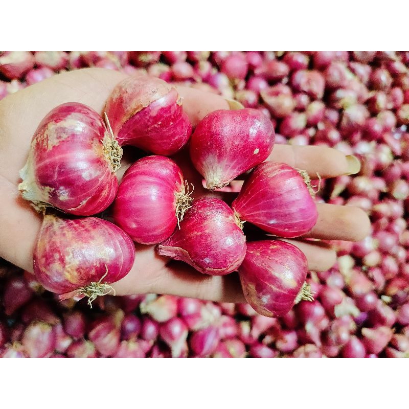 

bawang merah besar lokal 1 kg
