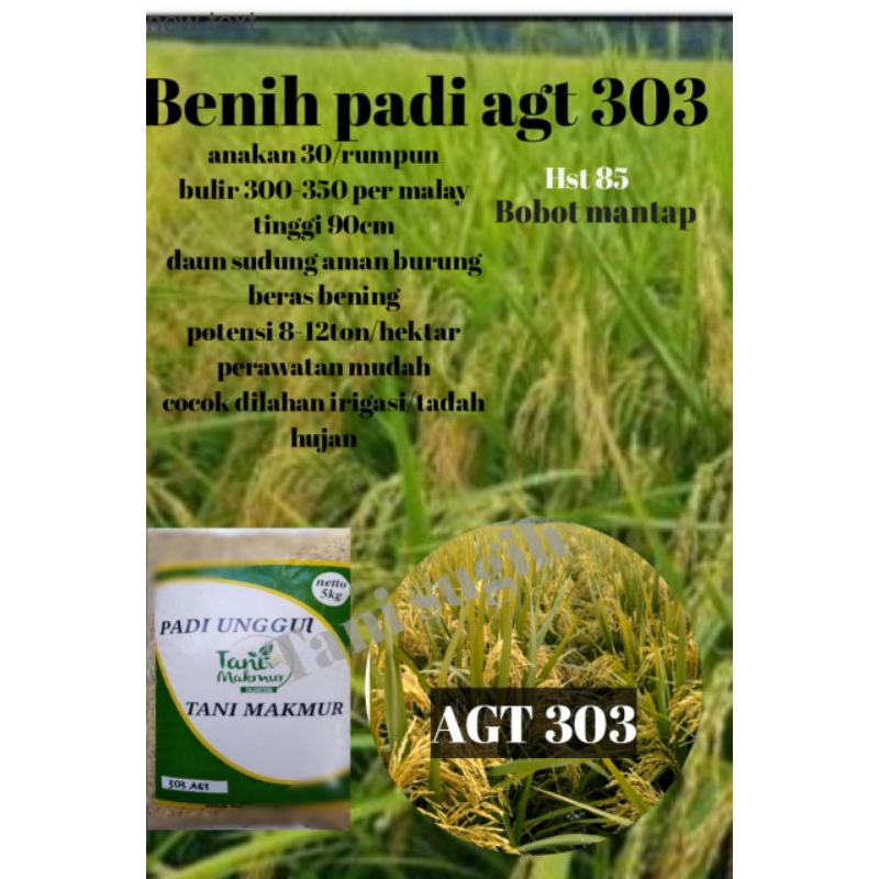 Benih/bibit padi AGT 303 ORIGINAL kemasan 5kg,bobot mantap anakan banyak,bulir melimpah,tonase bagus