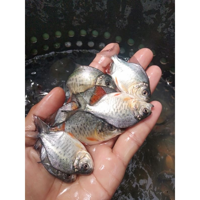 Bibit Ikan Bawal