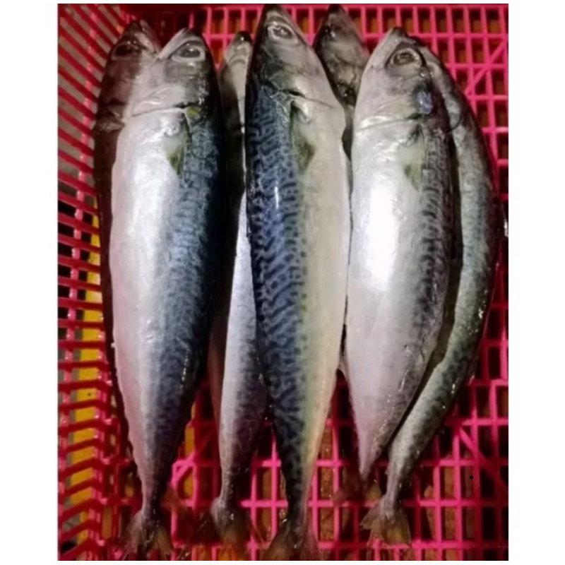 

INSTAN IKAN SALEM FRESH