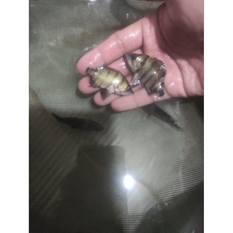 hiasan aquarium datz silver