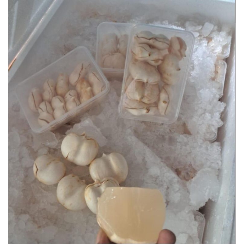 

BUAH LONTAR KHAS PAPUA 1BOX ISI 7-10 BUAH KHUSUS INSTAN SAMEDAY