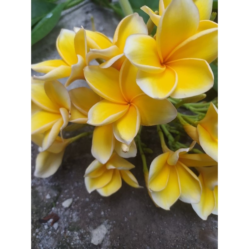 pohon bunga kamboja kuning Cendana