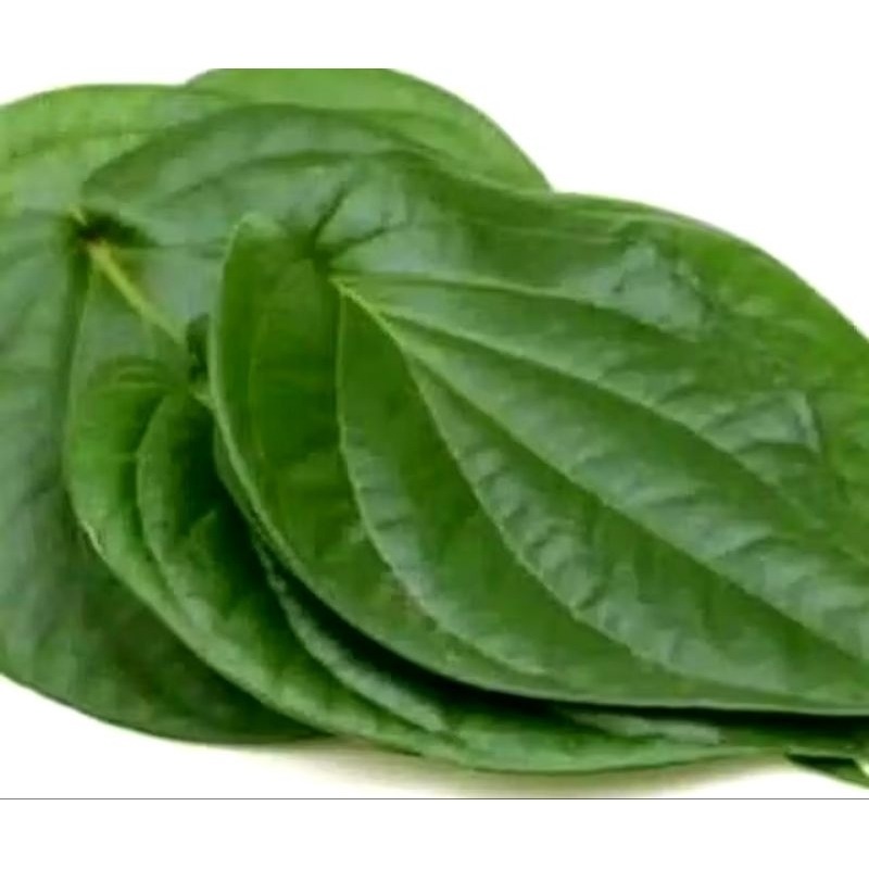 

Terbaik Daun sirih hijau seger / 10 Lembar
