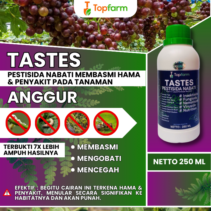 RK Obat Semprot Hama Pohon Anggur / Obat Hama Daun Anggur Kuning / Obat Hama Trip Daun Anggur / Obat