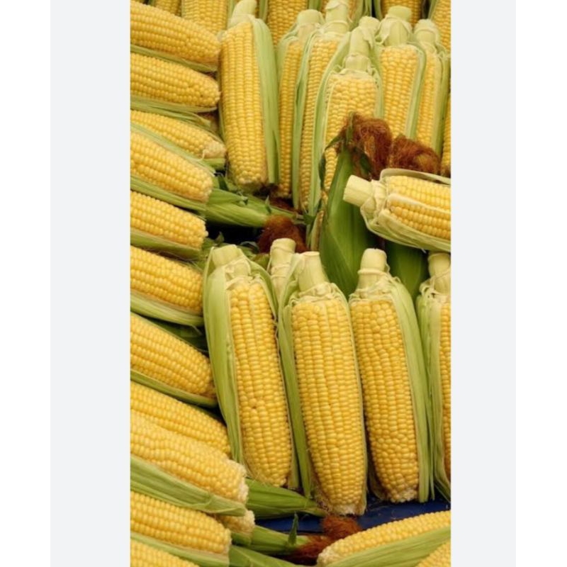 

jagung manis fresh