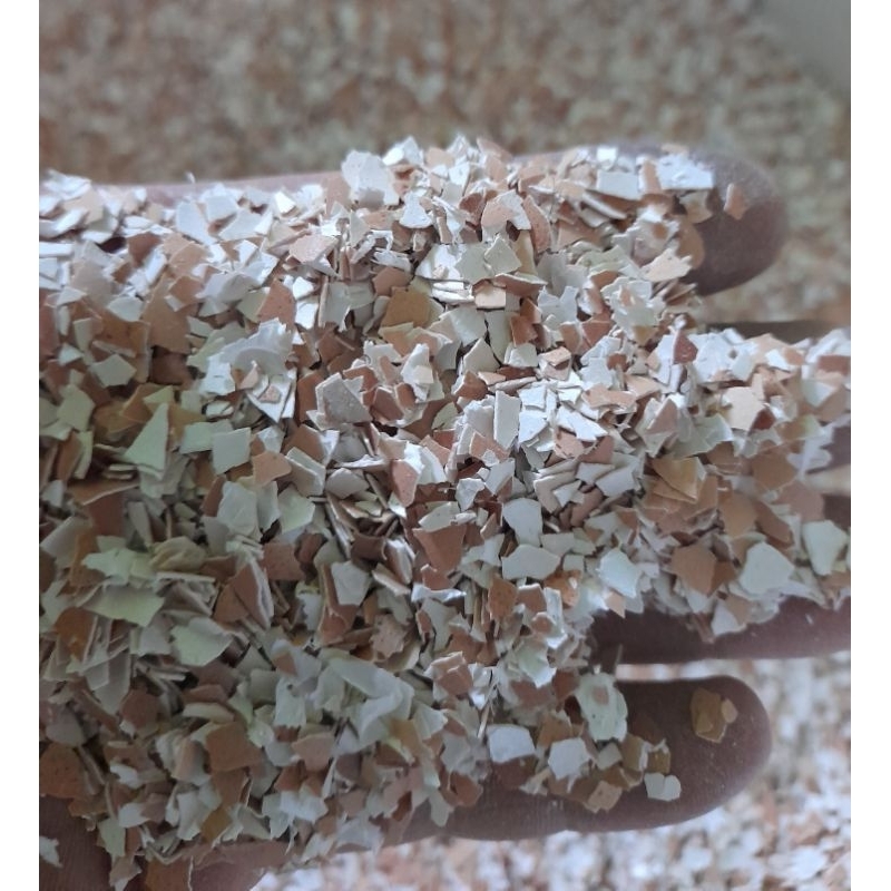 asinan merpati cangkang telur