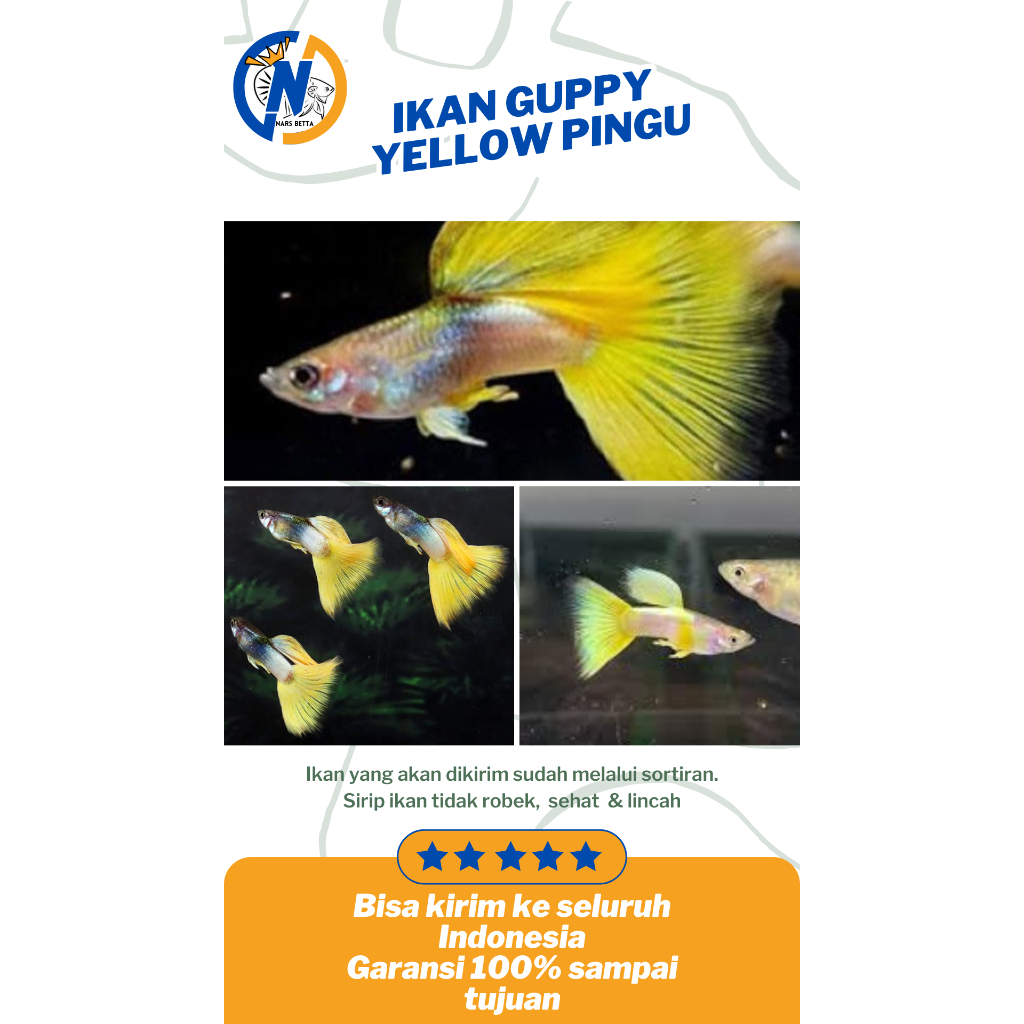 Hiasan Akuarium Guppy Yellow Pingu