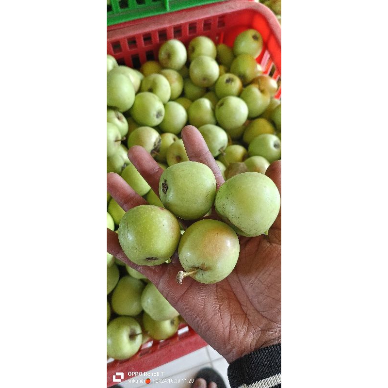 

manalagi madu baru petik,harga tertera tiap 1 kg