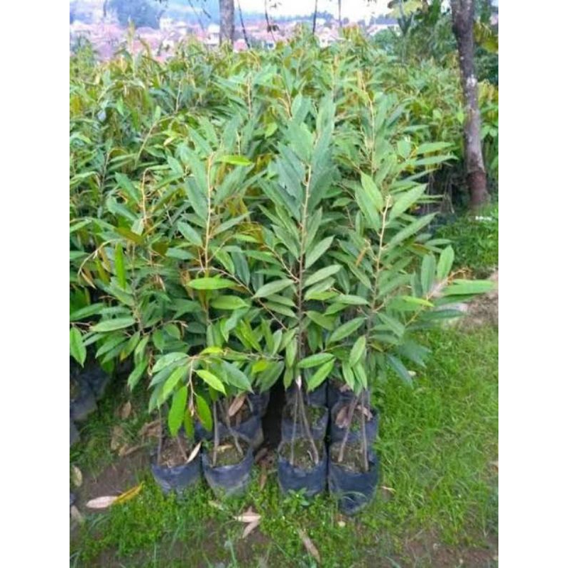 Bibit Durian Monthong kaki 3 tanaman hasil okulasi super ungullan cepat berbuah