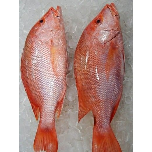 

IKAN NILA FRESH TAMBAK 1KG