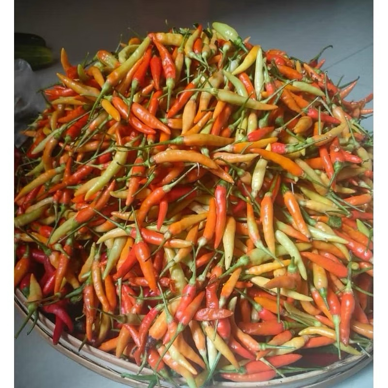 {200 Biji} Benih Cabe Rawit  Super Pedas SAMIA Premium Repack