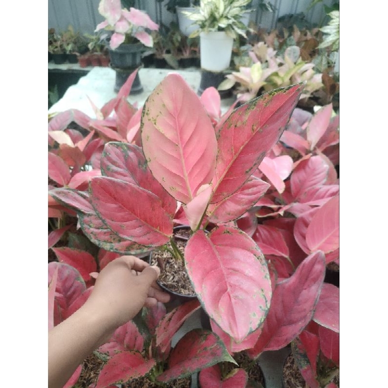 Aglaonema Red venus